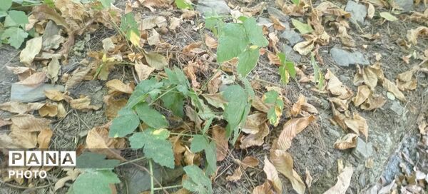 حال و هوای دل‌انگیز روستای مایان در آخرین ماه تابستان