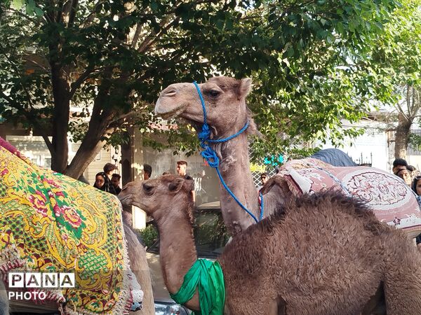 دسته بنی اسد در کاشمر 