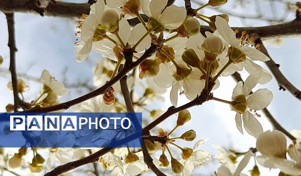 شکوفه‌های بهاری بر قامت درختان ‌