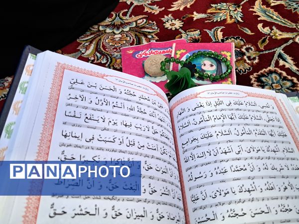 کبوتر حرم مشهد مقدس