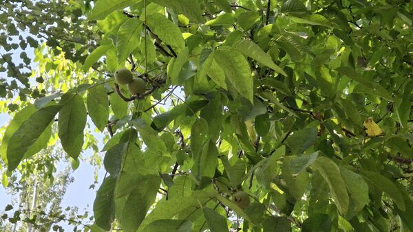 مارکده، سرزمین طلایی بادام و گردو؛ گنجینه‌ای از طعم و سنت در دل سامان