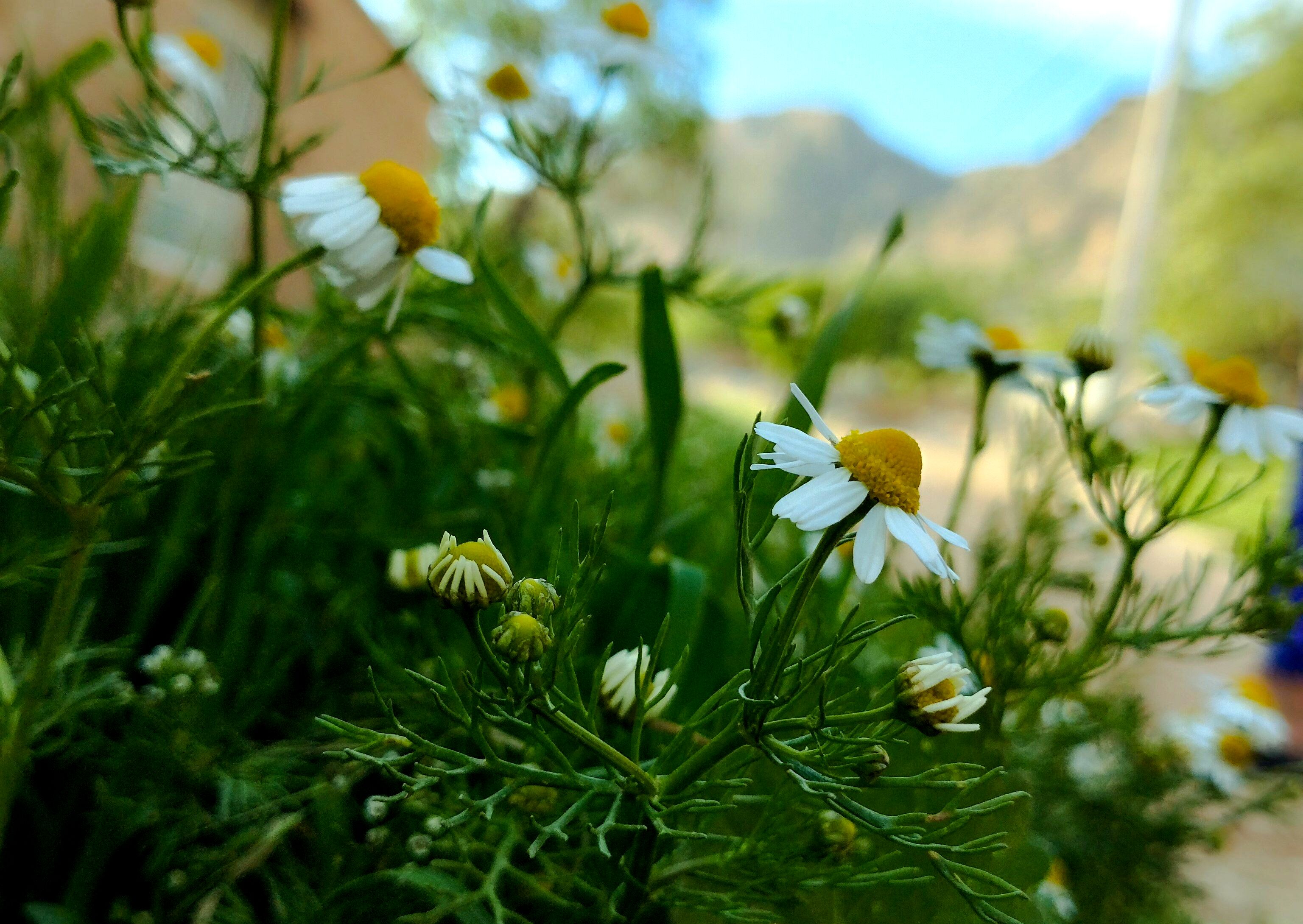 روستای شلیل نگین سرسبزی در دل کوه‌های میانکوه