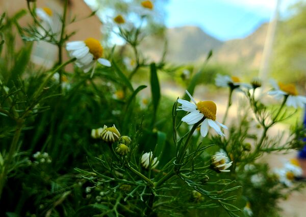 روستای شلیل نگین سرسبزی در دل کوه‌های میانکوه