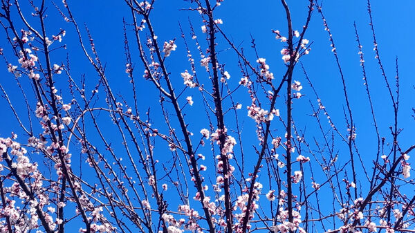 طبیعت بهاری، فرصتی برای سرزندگی روح 
