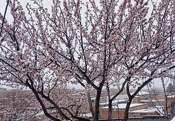 بارش برف در روستای گزکوه