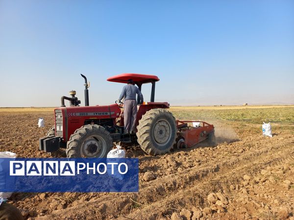 برداشت محصول سیب زمینی در روستای داغیان
