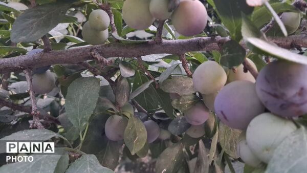 تابستان؛ روایت ساده‌ای از حال خوب زندگی