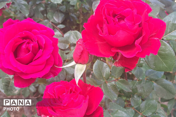 گل‌های زیبای بهاری