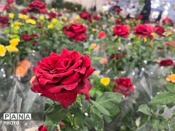اولین نمایشگاه بهاره گل و گیاه و سوغاتی های محلی در شهرکرد