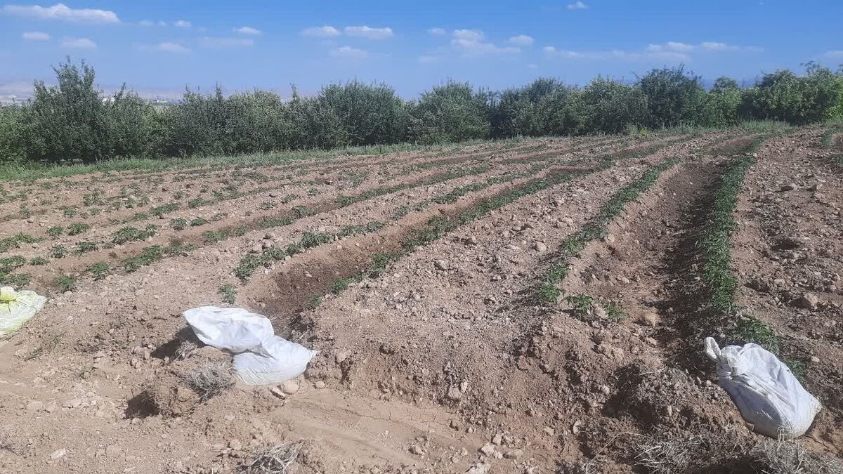 گوجه‌فرنگی؛ الماس قرمز گلدشت زیر سایه کم‌آبی
