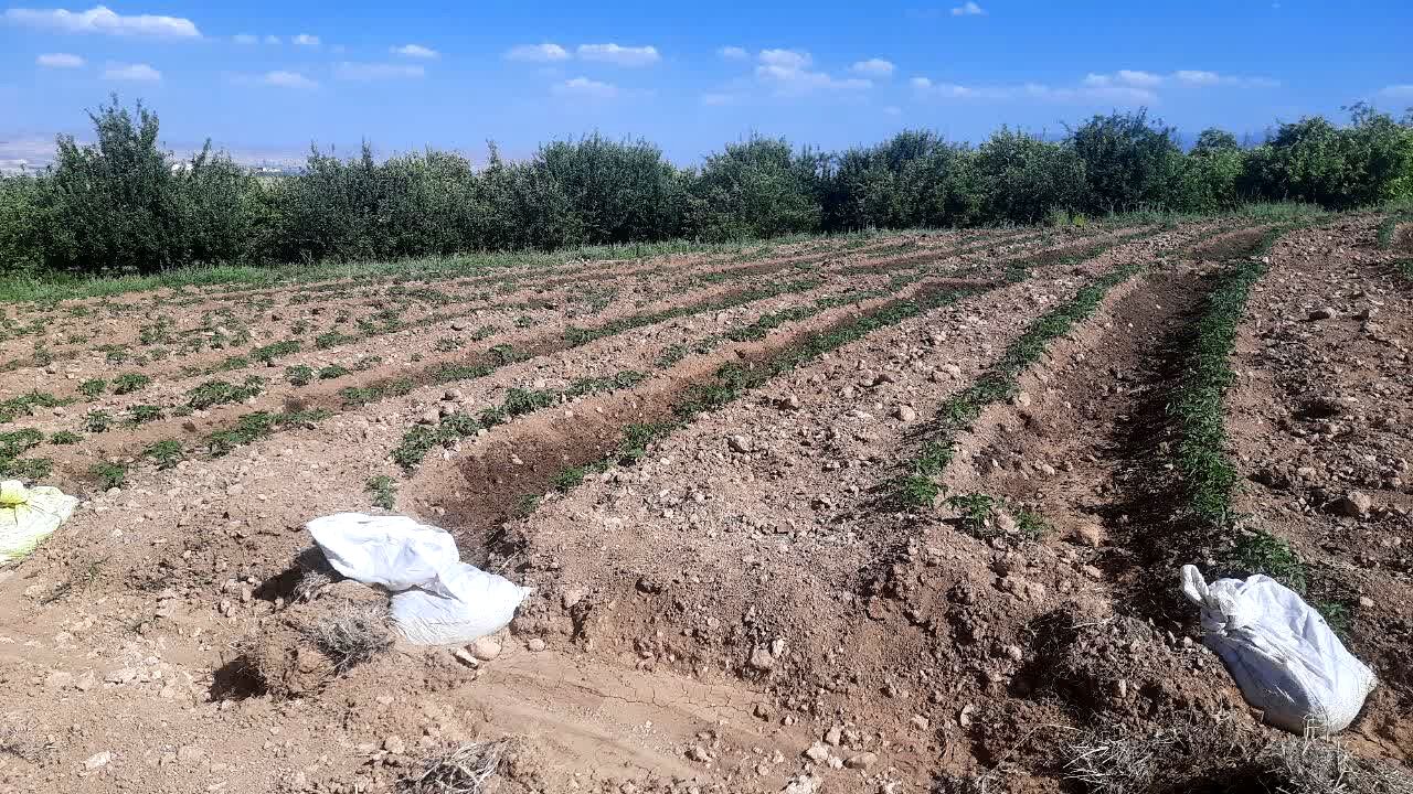 گوجه‌فرنگی؛ الماس قرمز گلدشت زیر سایه کم‌آبی