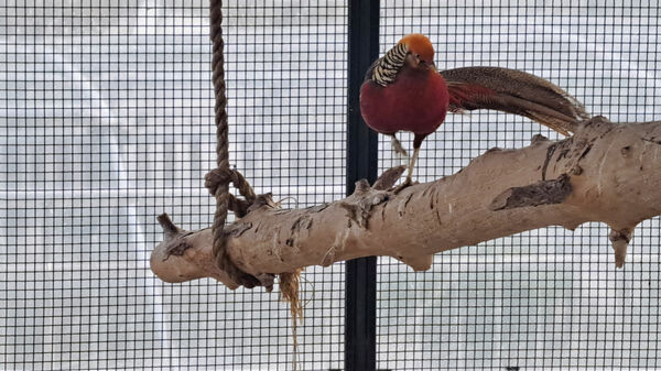 باغ پرندگان قم: جاذبه‌ای بی‌نظیر در قلب کشور