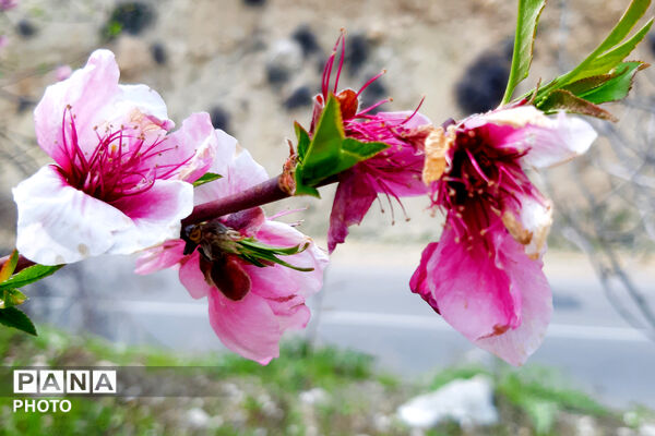 طبیعت روستای بیدله به هنگام بهار