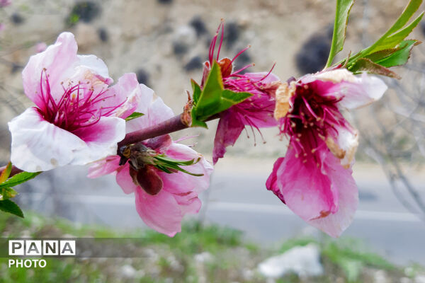 طبیعت روستای بیدله به هنگام بهار