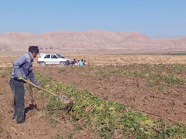 برداشت چغندر قند از مزارع دشت گل آغاز شد