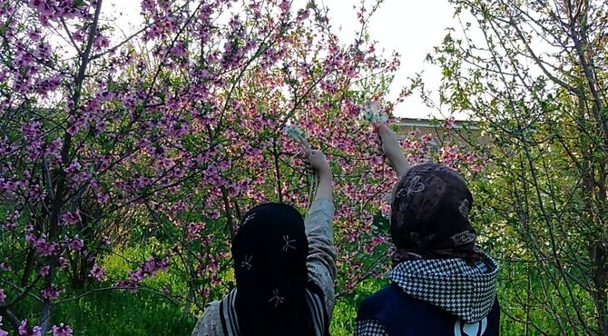 رویش شکوفه ها در روستای کابلی 