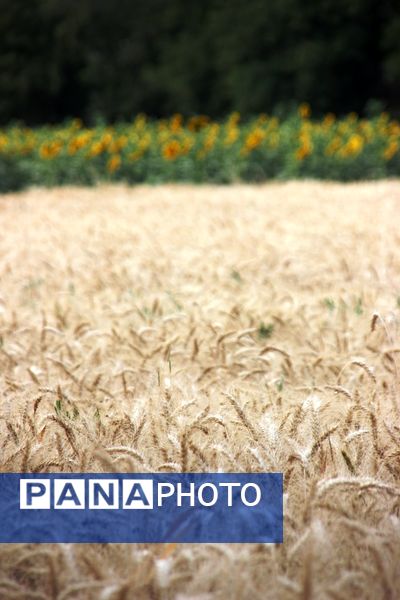 مزرعه آفتابگردان در سلماس