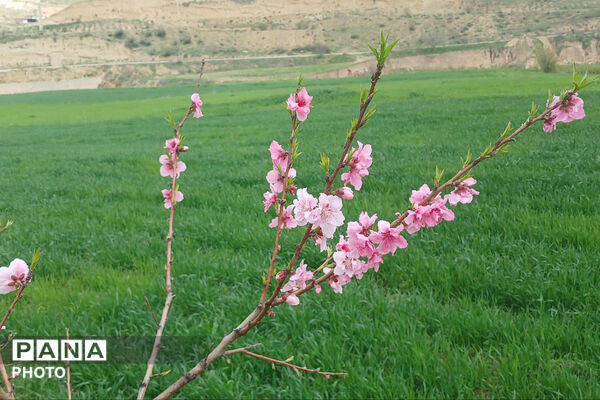 شکوفه‌های بهاری استان خراسان شمالی 