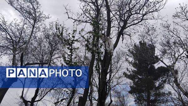 گل‌ها و درختان در شکوفایی