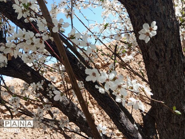 شکوفه دادن درختان روستای فیروزه