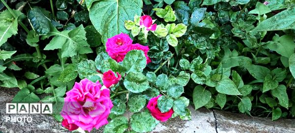  زیبایی های طبیعت باغ های روستای صومعه 