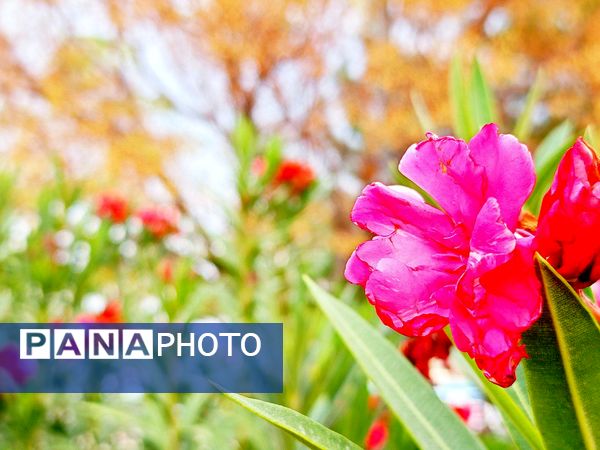 کاشمر در برگریزان پاییز