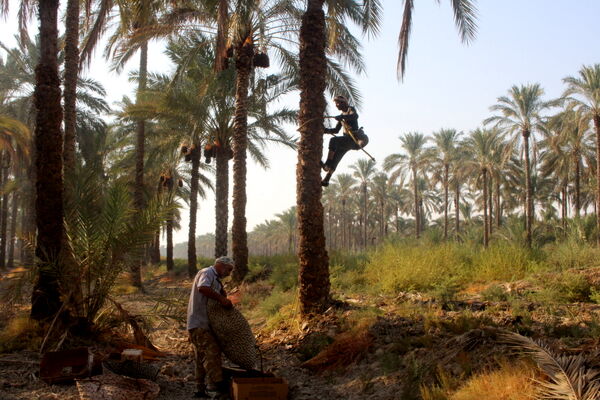 برداشت خرما در منطقه آب پخش