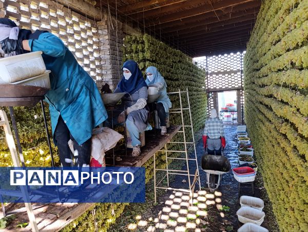 برداشت ۳۰ هزار تن انگور از تاکستان‌های ترشیز