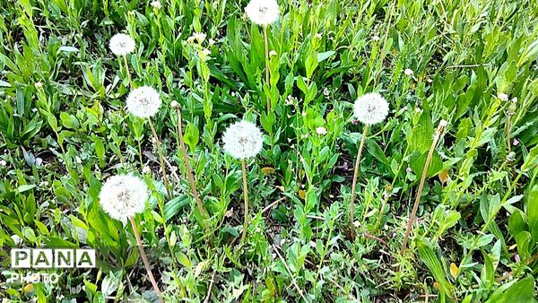 رویش شکوفه ها در روستای کابلی 