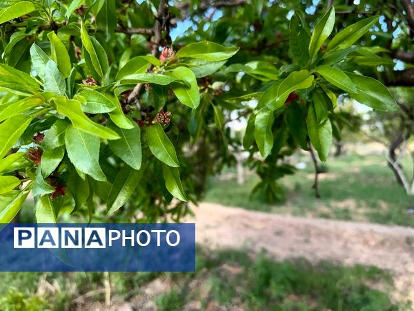طبیعت هم با آمدن بهار زیبا شد 
