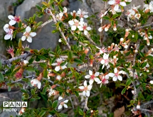 بهار با عطر شکوفه‌ها، دفتری از زندگی تازه می‌گشاید