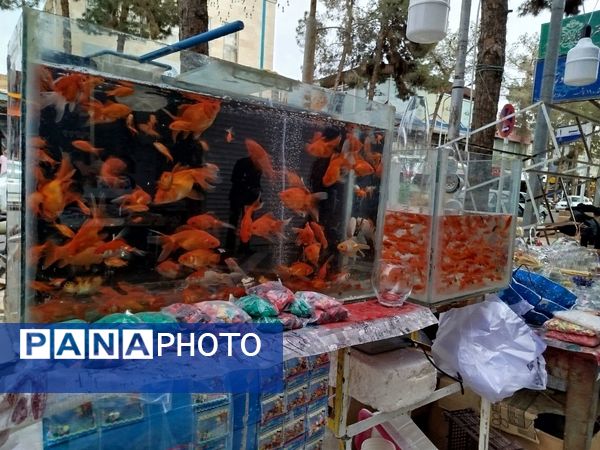 مردم شهرستان کاشمر از بهار و عید نوروز استقبال کردند