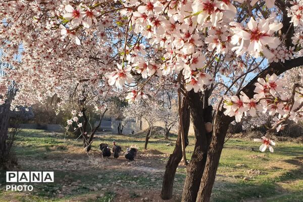 زمستان شکوفه پوش در خفر 