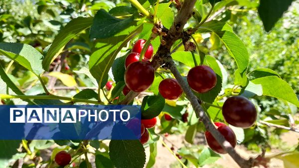 میوه‌های خوش‌رنگ و لعاب بهاری در روستای مارکده
