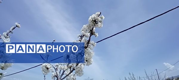 شکوفه‌های بهاری در شهرستان سملقان