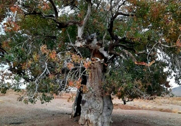 روستای «چنار» از جاذبه‌های گردشگردی آباده