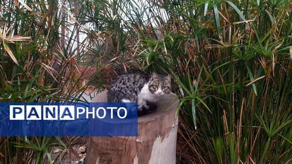 باران یزد؛ نوازشی بر پوست خاکی شهر و لبخندی بر لبان رهگذران