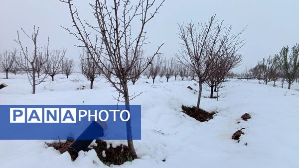 مناظر زیبای باغات روستای بوژمهران پس از بارش برف بهاری ۲۰ سانتیمتری 