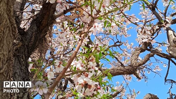 رویش شکوفه های امید در فصل بهار روستای برزنون 