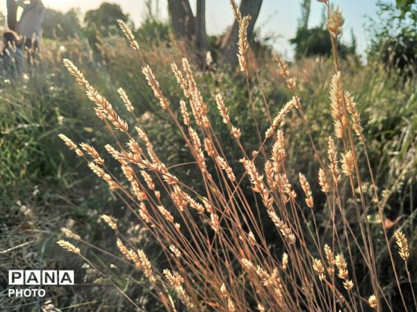 وقتی طبیعت، حرف می‌زند