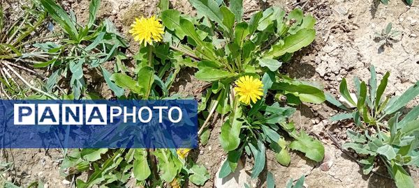 شکوفه‌های بهاری در شهرستان سملقان