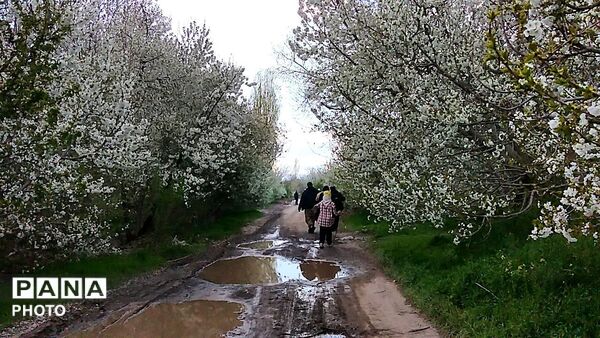 رویش شکوفه ها در روستای عیش آباد