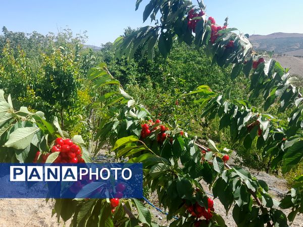 میوه‌های خوش‌رنگ و لعاب بهاری در روستای مارکده