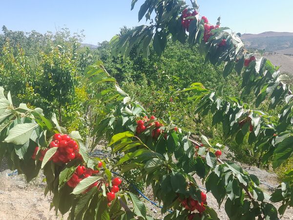 میوه‌های خوش‌رنگ و لعاب بهاری در روستای مارکده