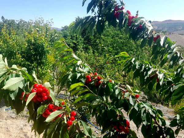 میوه‌های خوش‌رنگ و لعاب بهاری در روستای مارکده