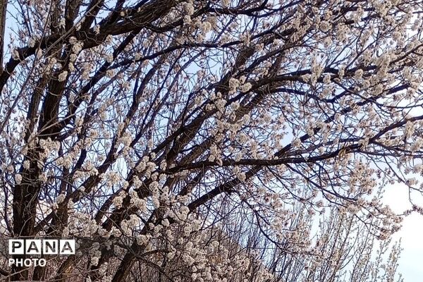 اولین شکوفه های بهاری در شهر بار نیشابور