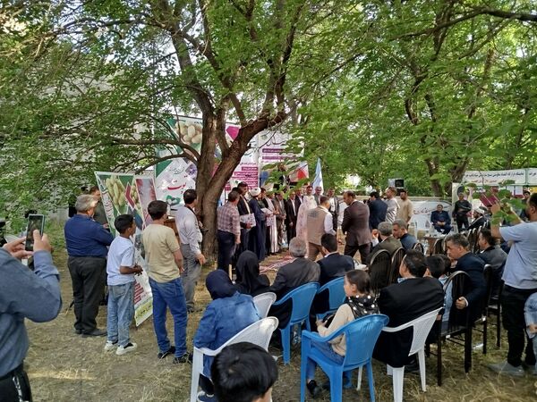 جشنواره توت سفید در هوراند