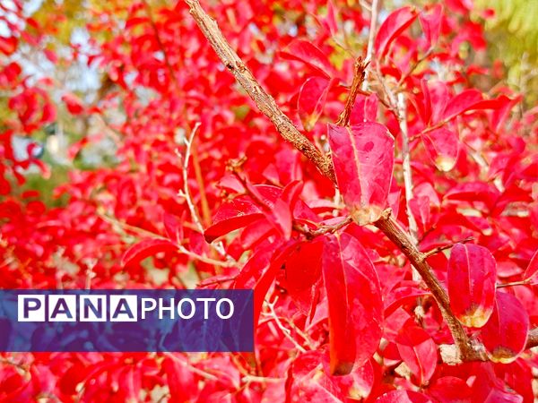 کاشمر در برگریزان پاییز