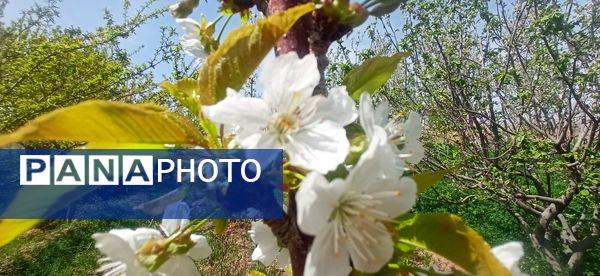 طبیعت بی نظیر روستا سربالا بهترین گزینه برای طبیعتگردی در فصل بهار