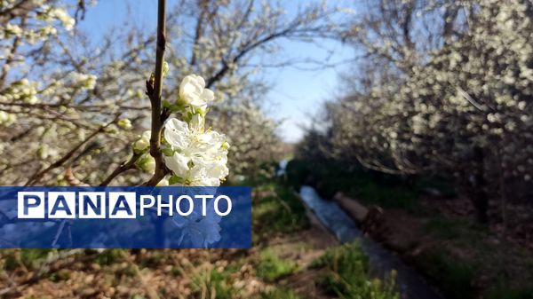 شهرستان نیشابور میزبان فصل بهار